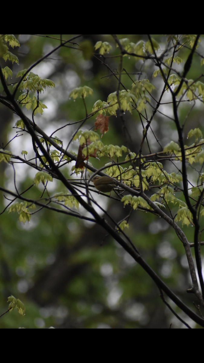 Worm-eating Warbler - ML152409381