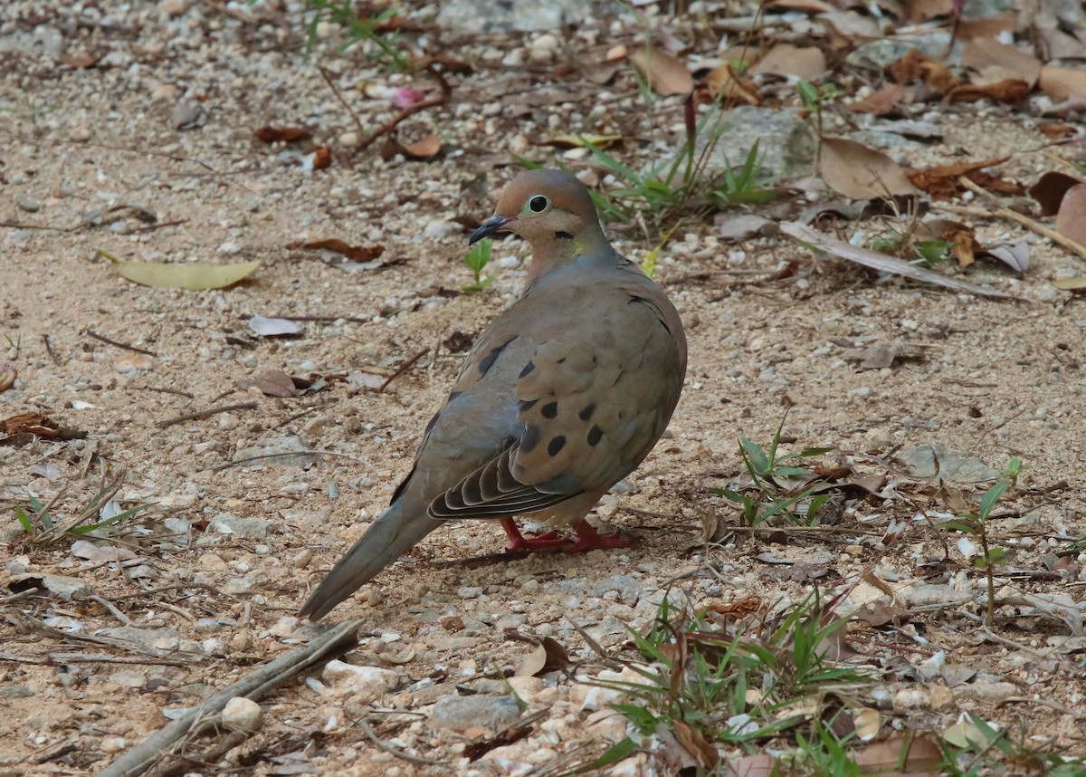 Mourning Dove - ML152409501