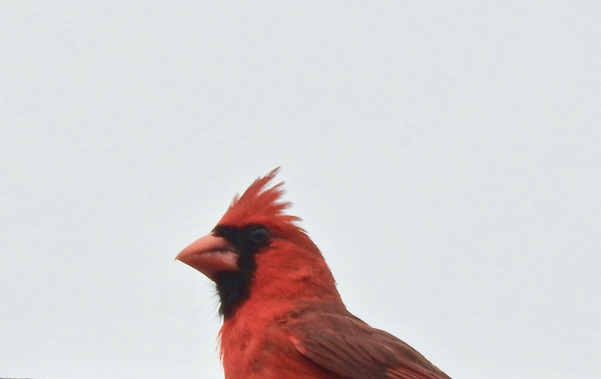 Красный кардинал - ML152409691