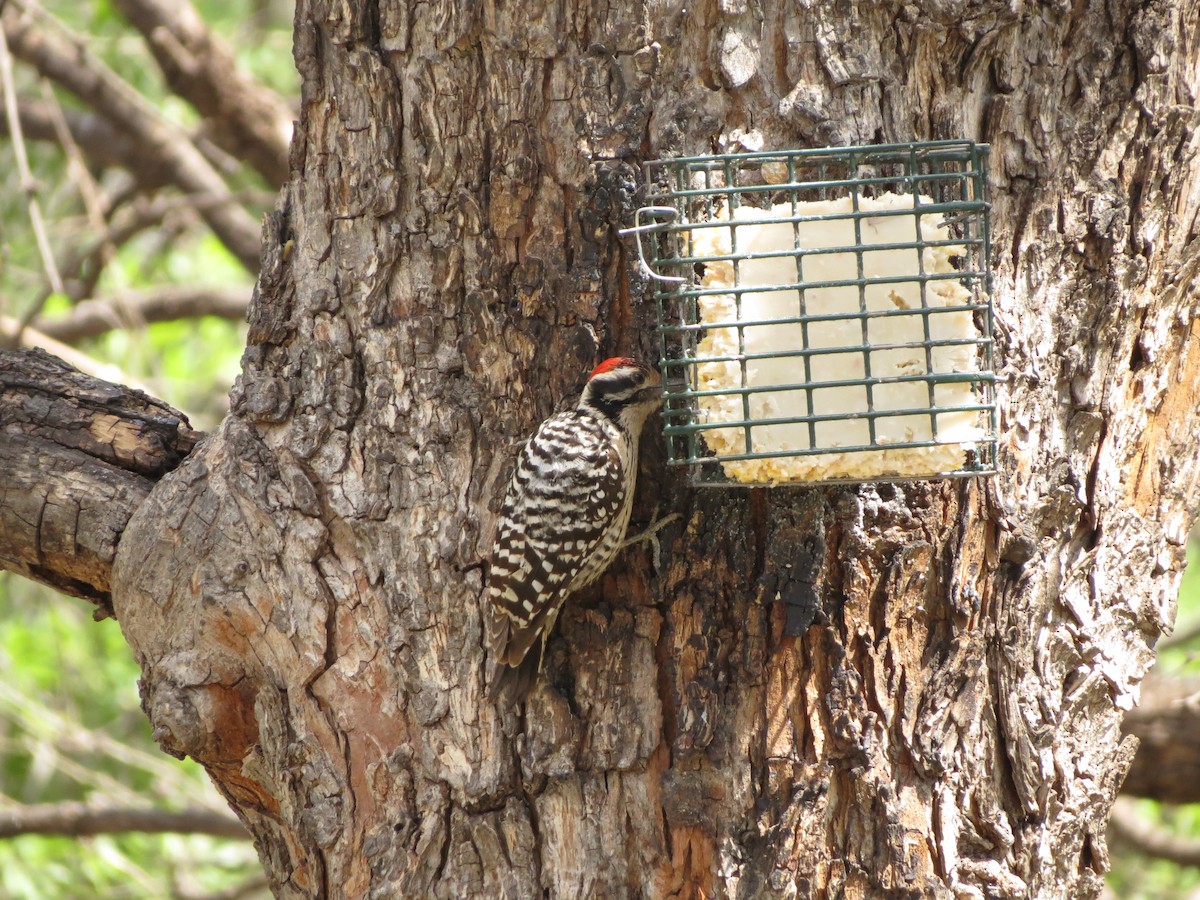 Ladder-backed Woodpecker - Will McPhail