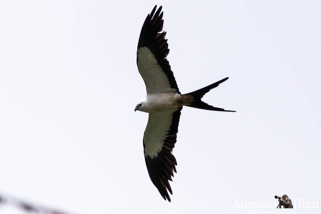 Swallow-tailed Kite - Augusto Ilian