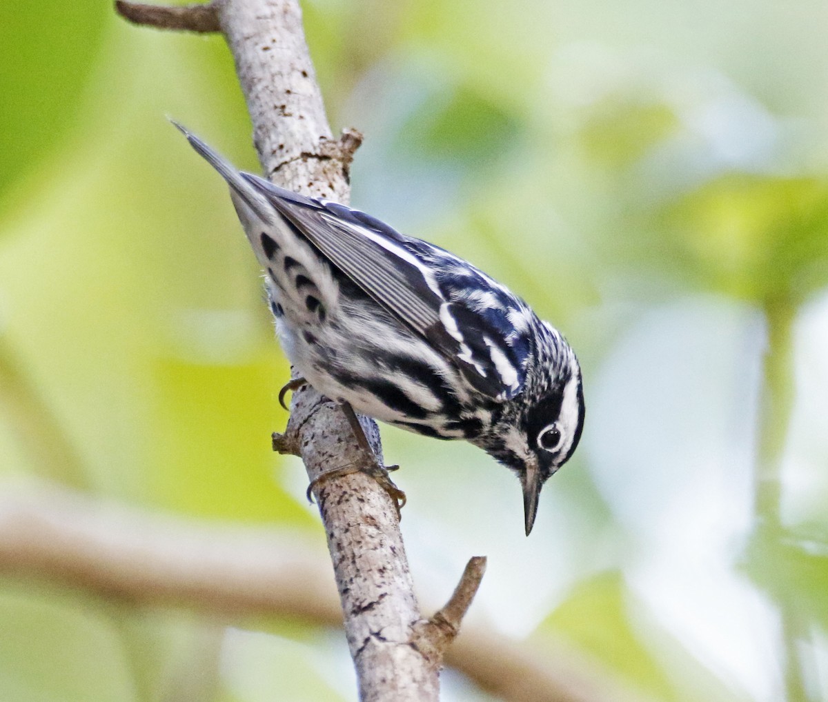 Black-and-white Warbler - ML152411801