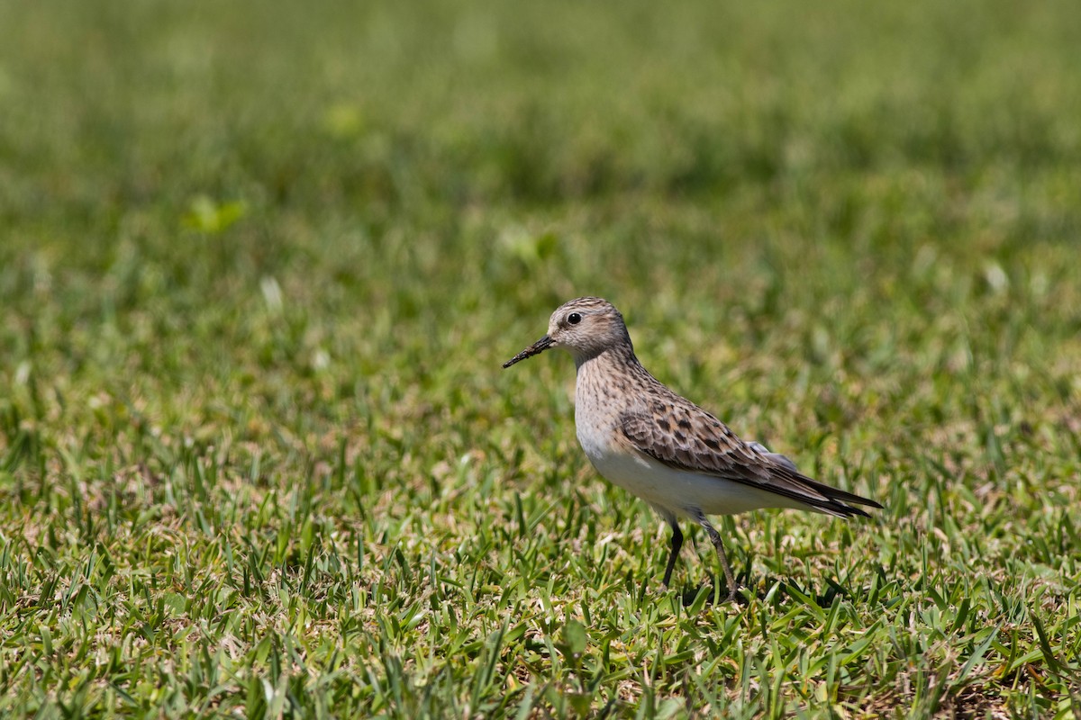 Baird's Sandpiper - ML152412781