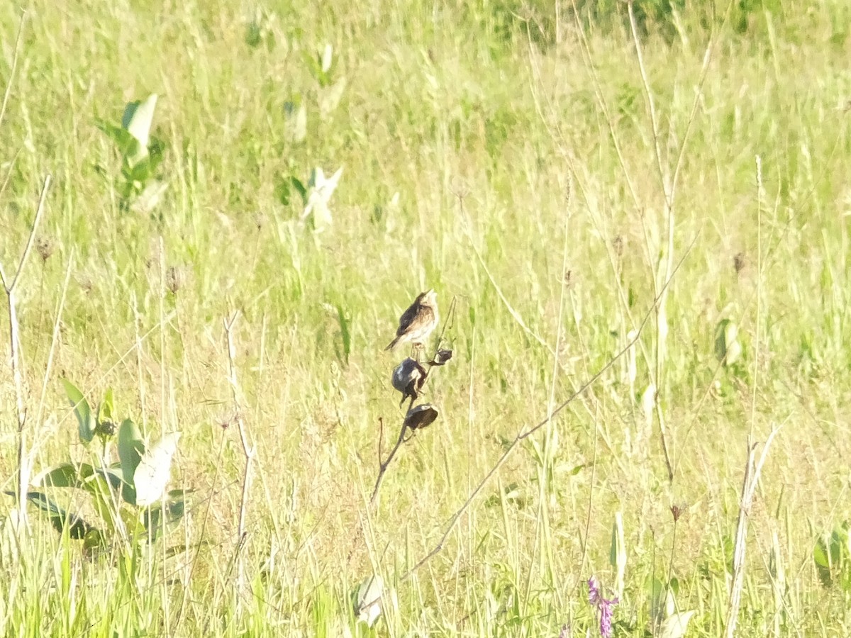 Grasshopper Sparrow - ML152413051