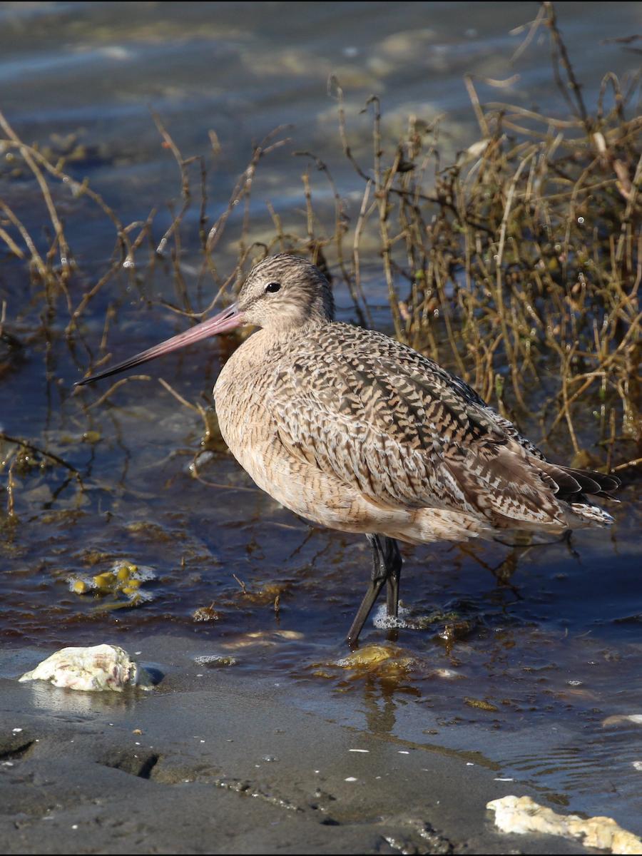 Marbled Godwit - Mary L Frey