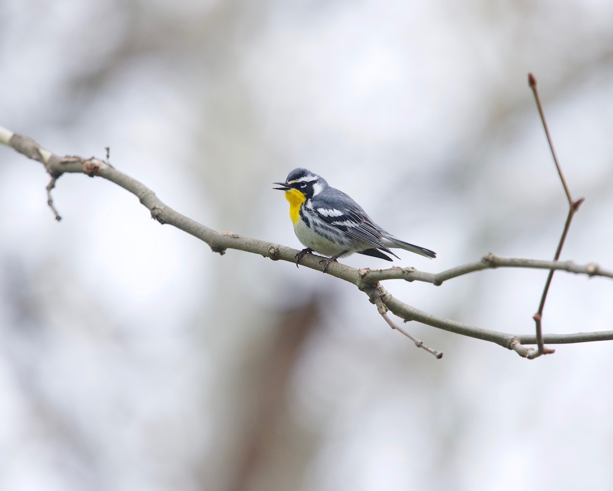 Yellow-throated Warbler - ML152414211