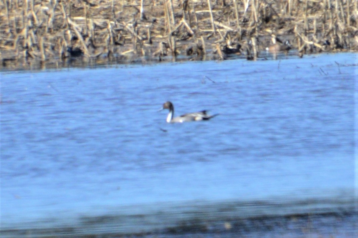 Northern Pintail - ML152416001