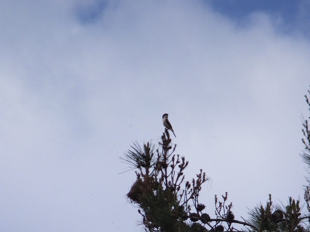 Woodchat Shrike - Kai Sheffield