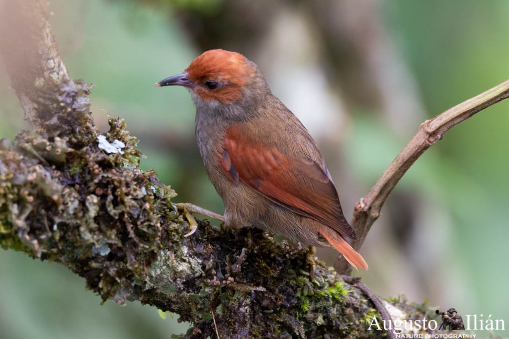 Red-faced Spinetail - Augusto Ilian