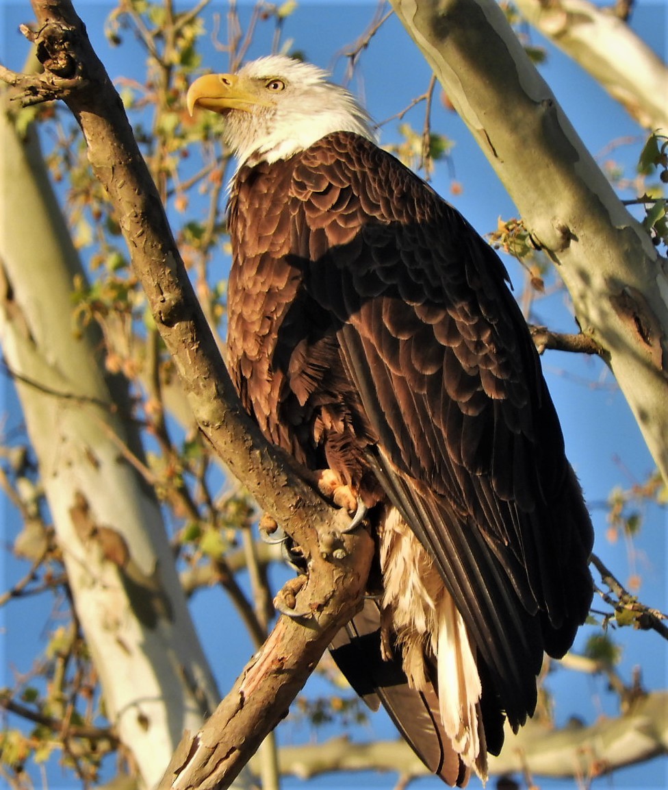 Bald Eagle - Paul McKenzie