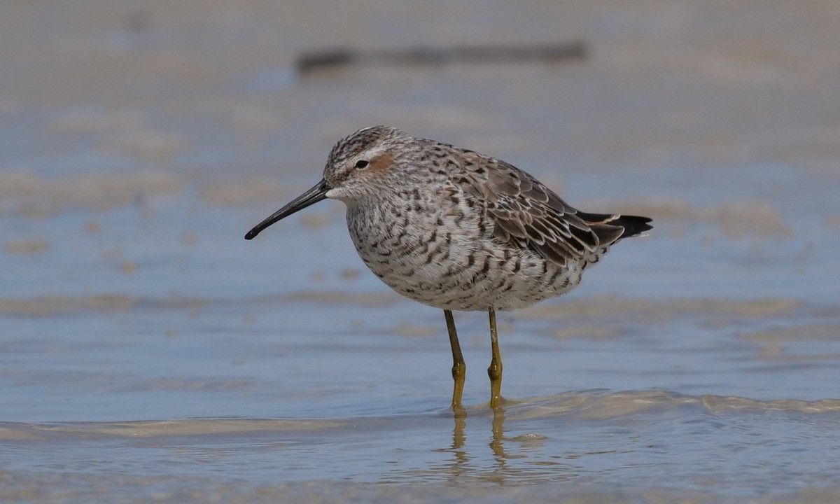 Stilt Sandpiper - ML152421131