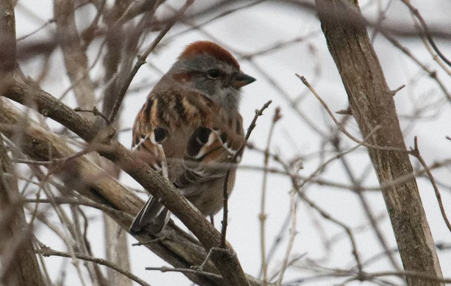 American Tree Sparrow - ML152421321