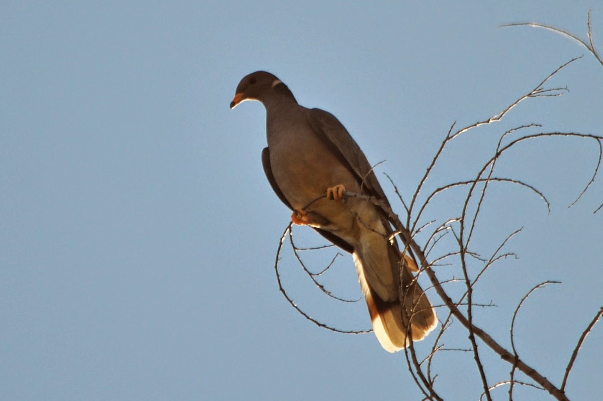 Band-tailed Pigeon - Caleb Strand