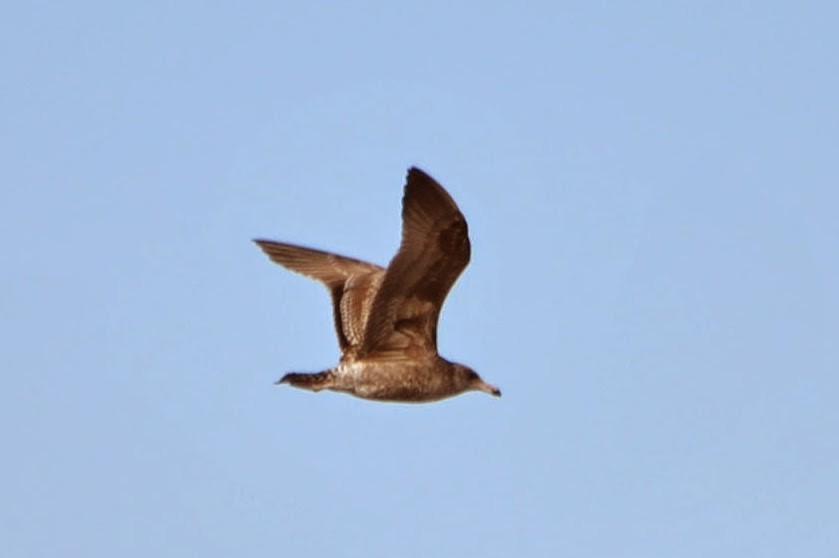 Herring Gull - Caleb Strand