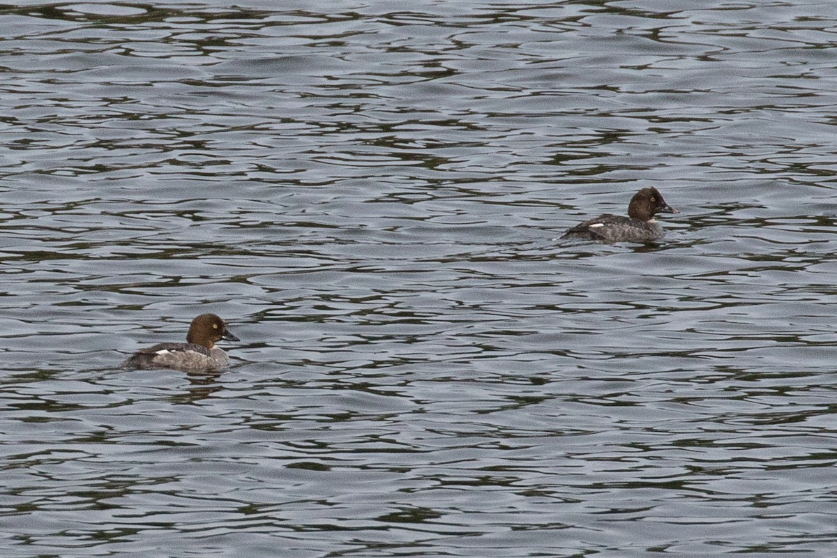 Common Goldeneye - ML152423911