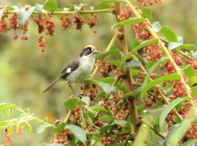 White-winged Brushfinch - ML152424731