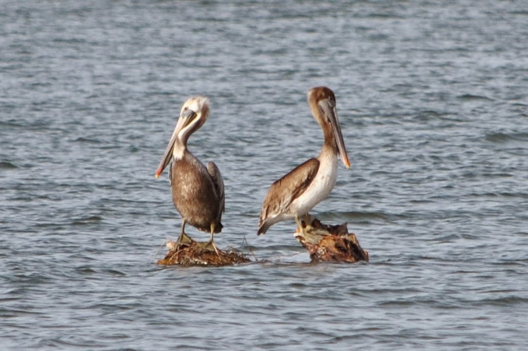 Brown Pelican - ML152424931