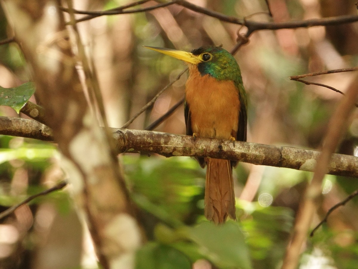 Jacamar à joues bleues - ML152425251