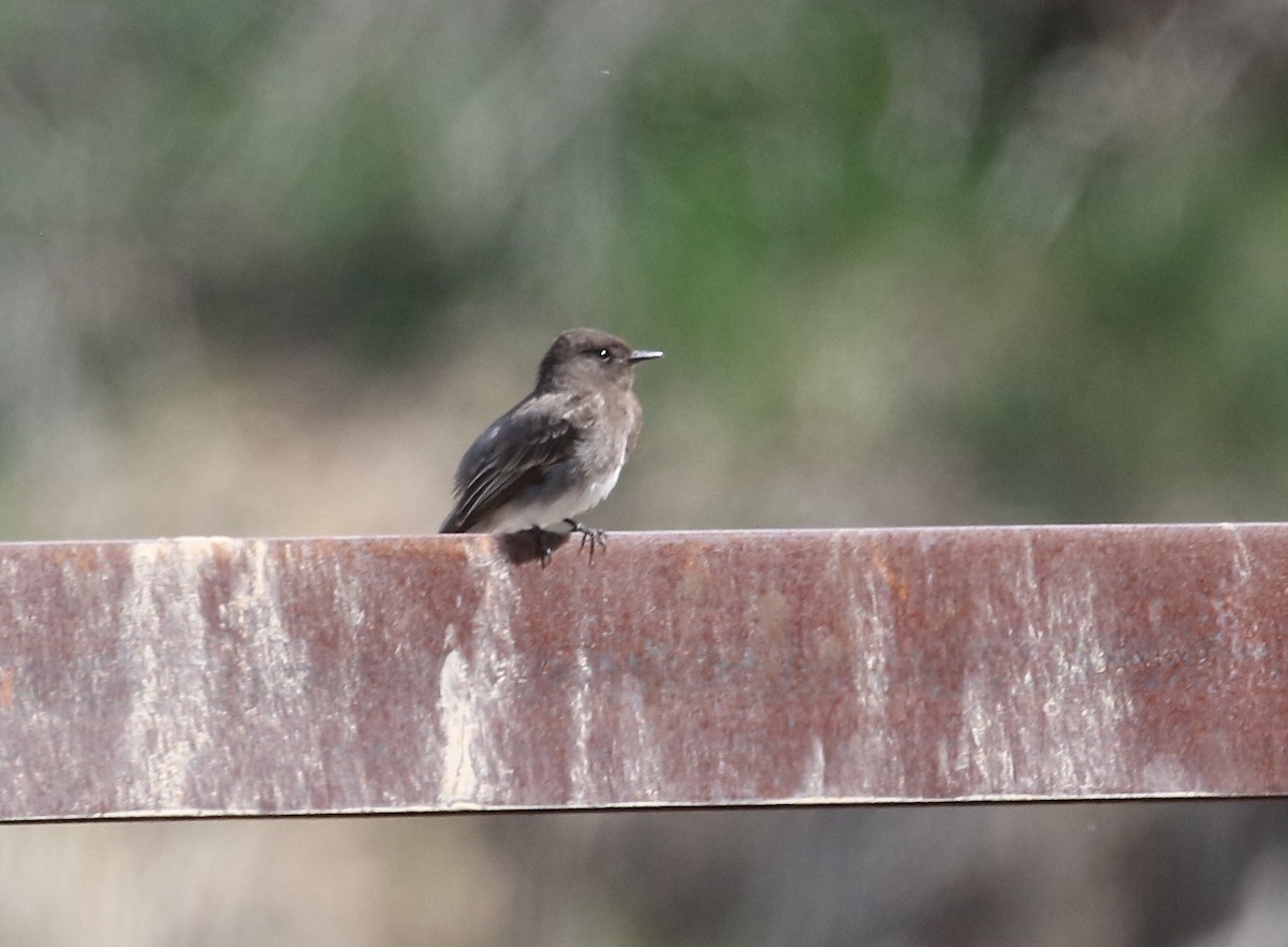Black Phoebe - ML152425581