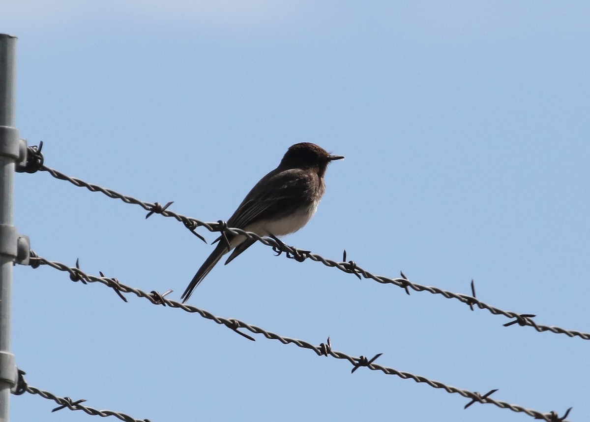 Black Phoebe - ML152425591