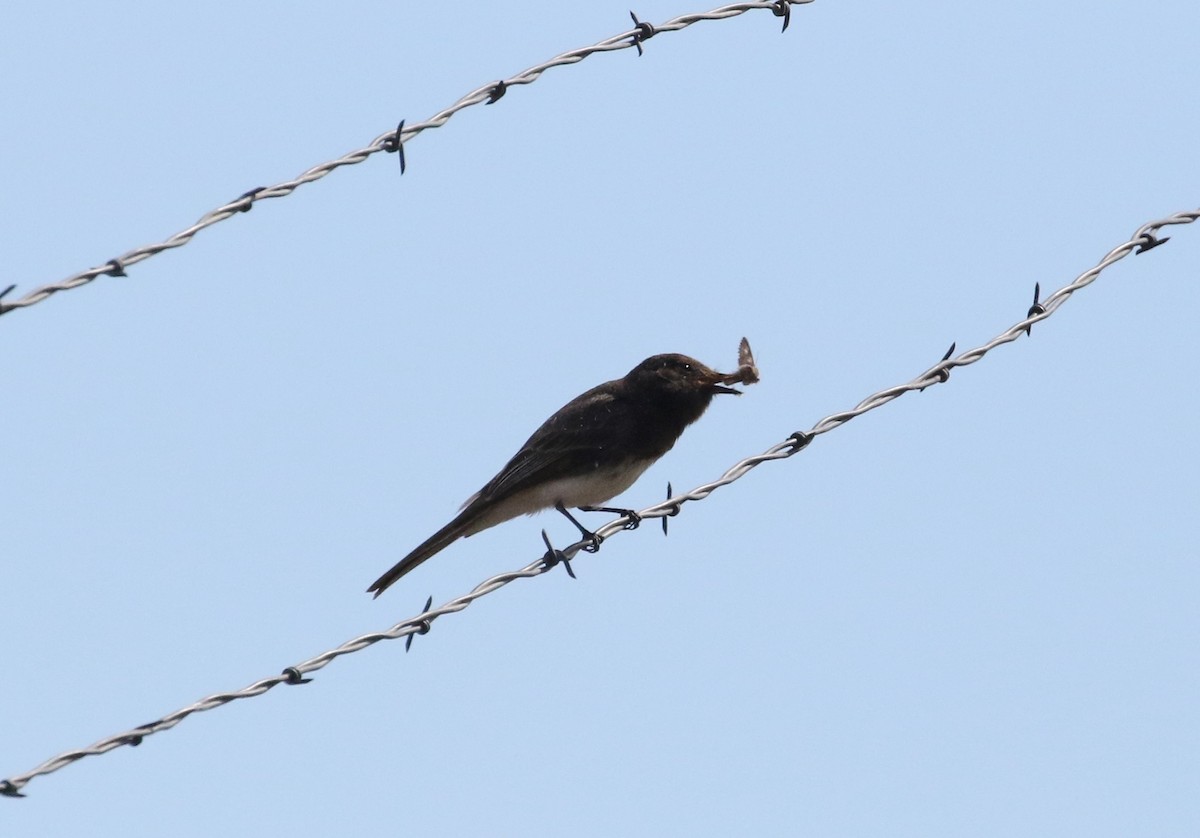 Black Phoebe - ML152425601