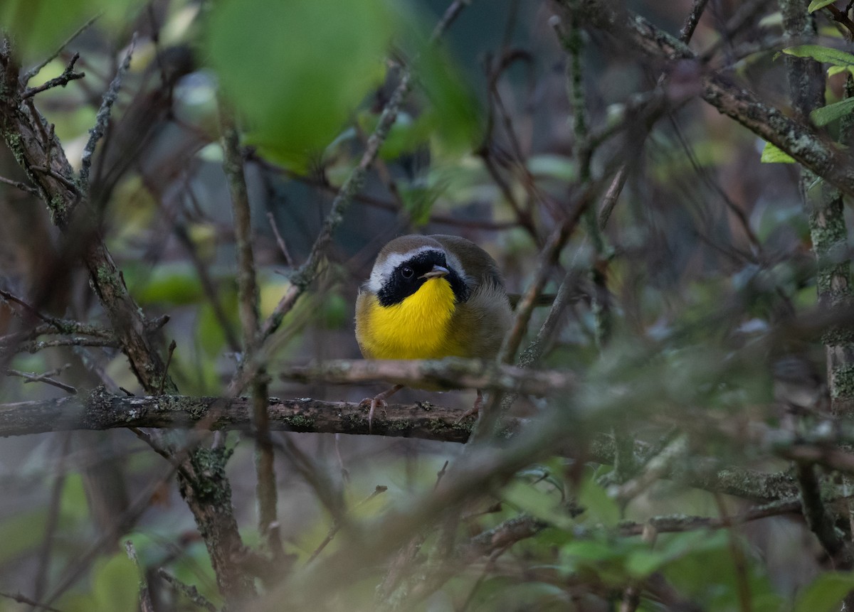 Common Yellowthroat - ML152426051