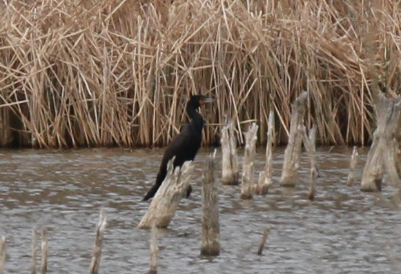 Cormoran à aigrettes - ML152427371