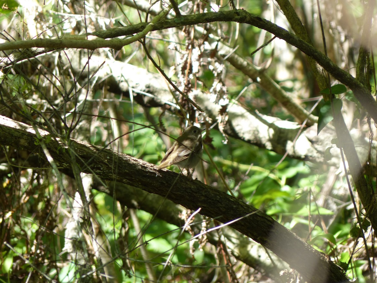 Gray-cheeked Thrush - ML152427421