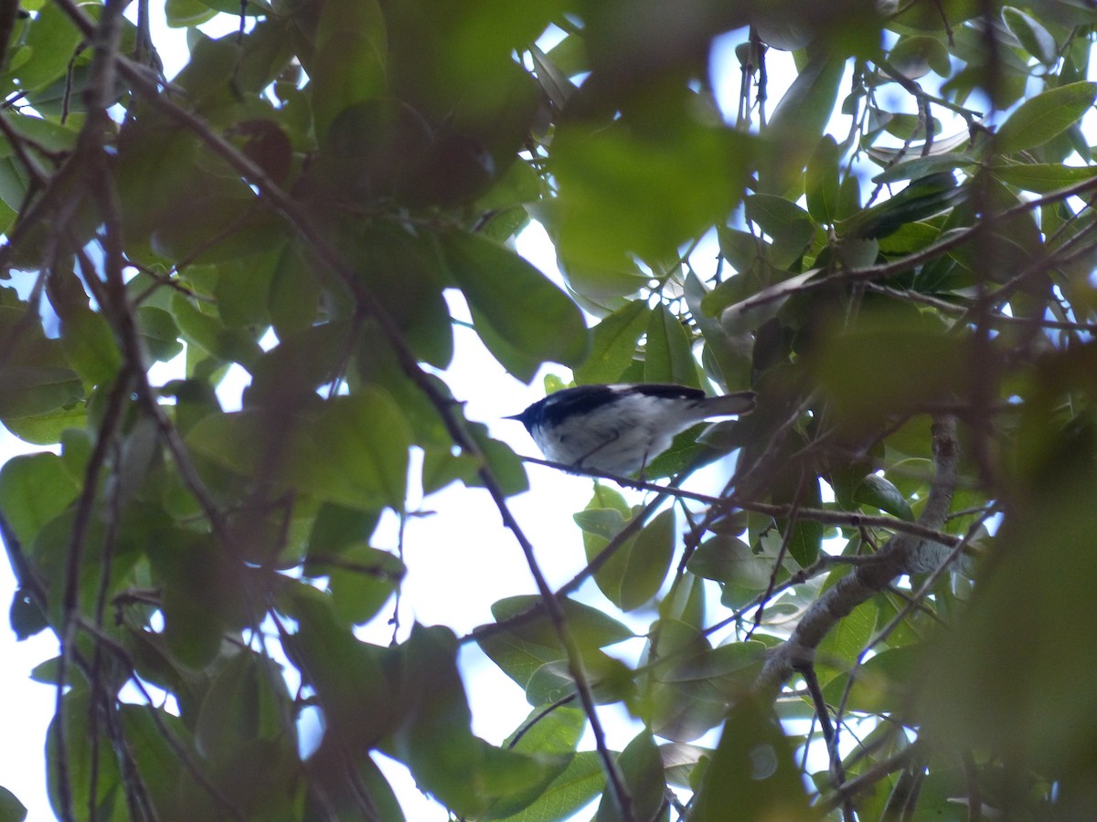 Black-throated Blue Warbler - Erik Haney