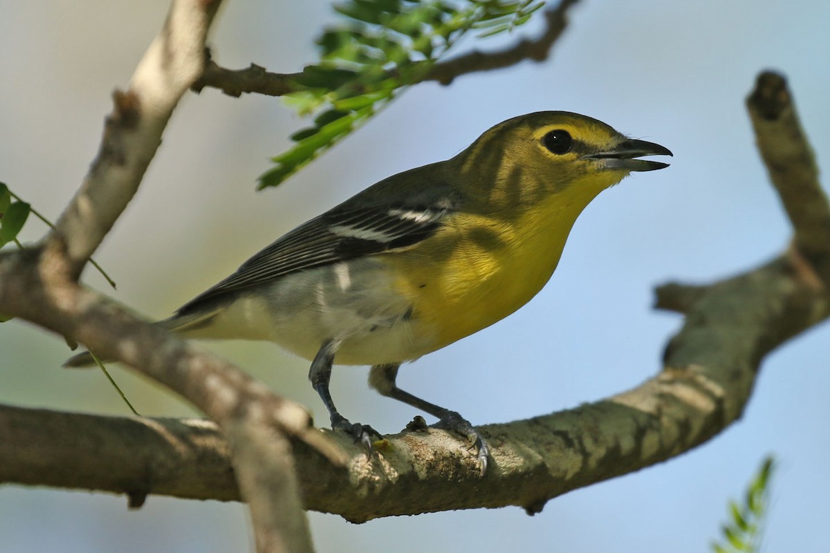 Yellow-throated Vireo - ML152429351