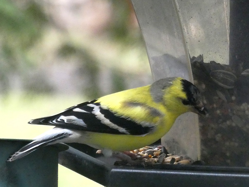 American Goldfinch - ML152429721