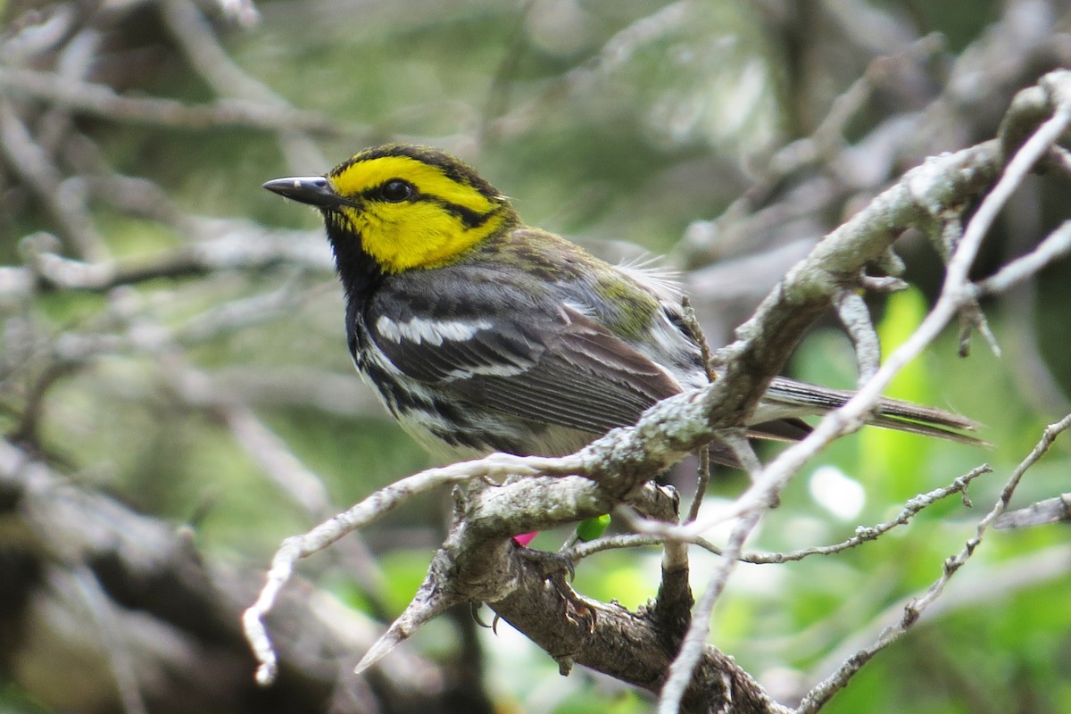 Golden-cheeked Warbler - ML152430261