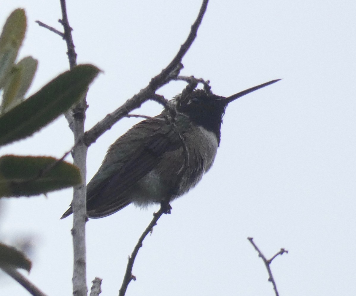 Black-chinned Hummingbird - ML152430801