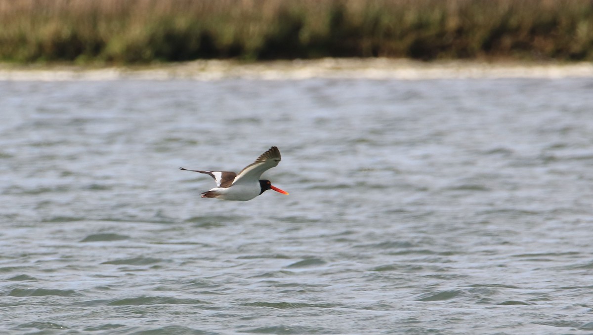 American Oystercatcher - ML152431541