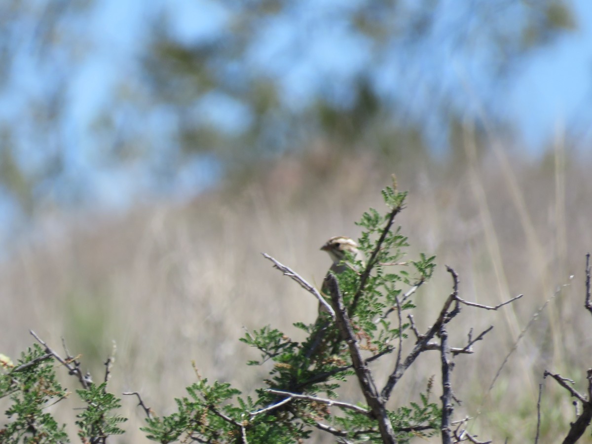 Clay-colored Sparrow - ML152432141