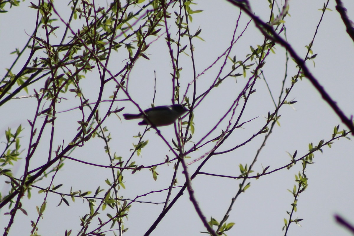 Blue-gray Gnatcatcher - ML152432811