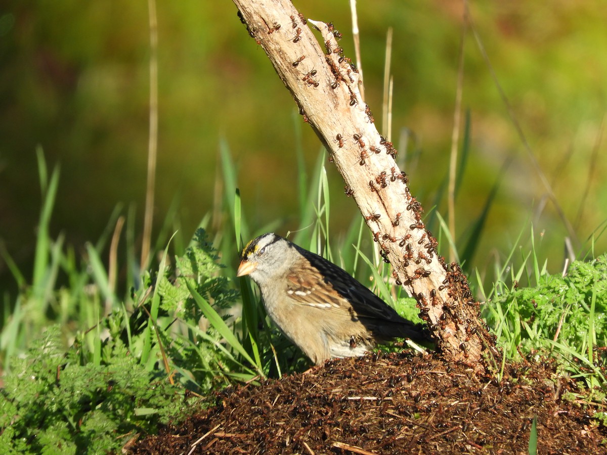 White-crowned x Golden-crowned Sparrow (hybrid) - ML152433051