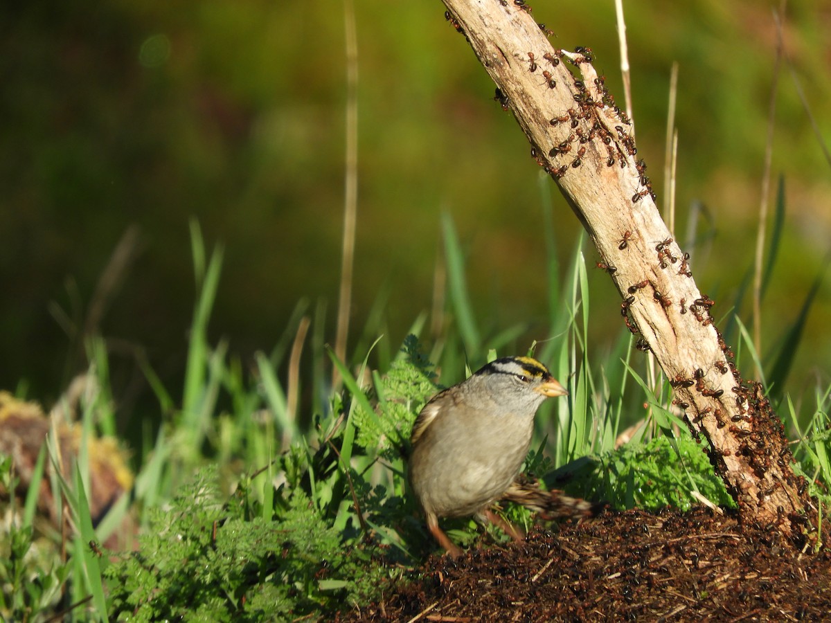 White-crowned x Golden-crowned Sparrow (hybrid) - ML152433061