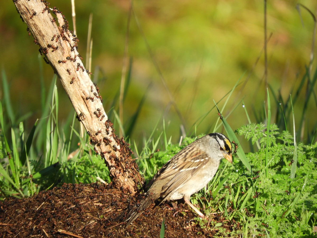 White-crowned x Golden-crowned Sparrow (hybrid) - ML152433071