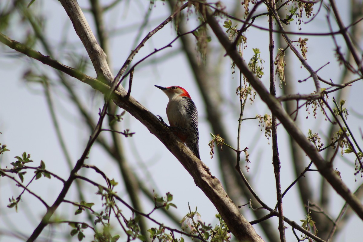Red-bellied Woodpecker - ML152433181