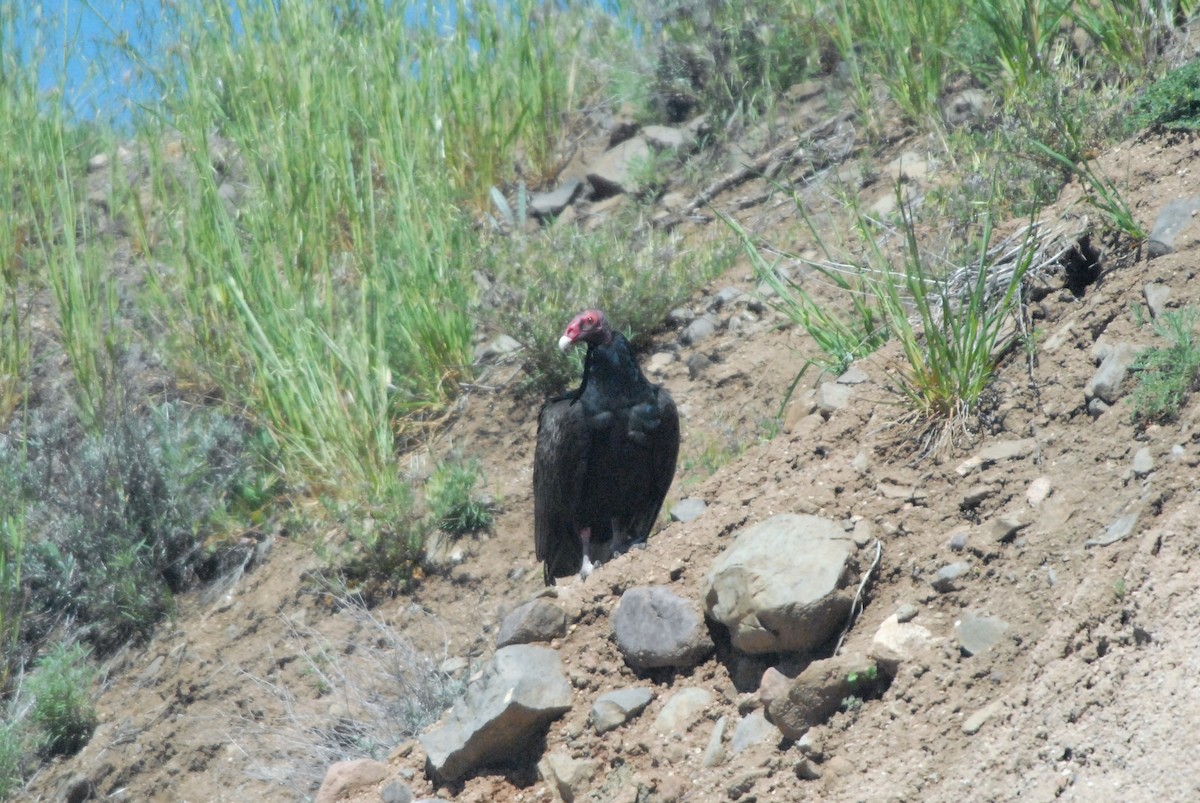 Urubu à tête rouge - ML152433291