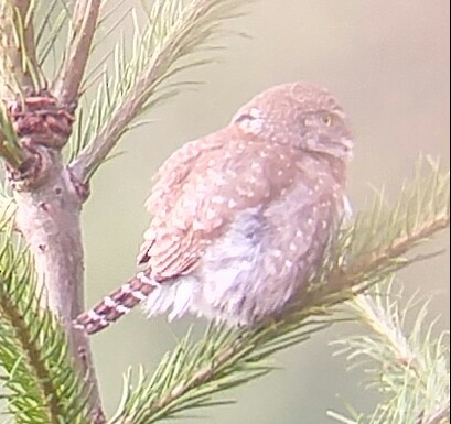 Northern Pygmy-Owl - ML152434891