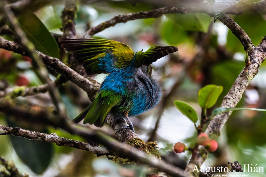 Bay-headed Tanager (Bay-and-blue) - Augusto Ilian