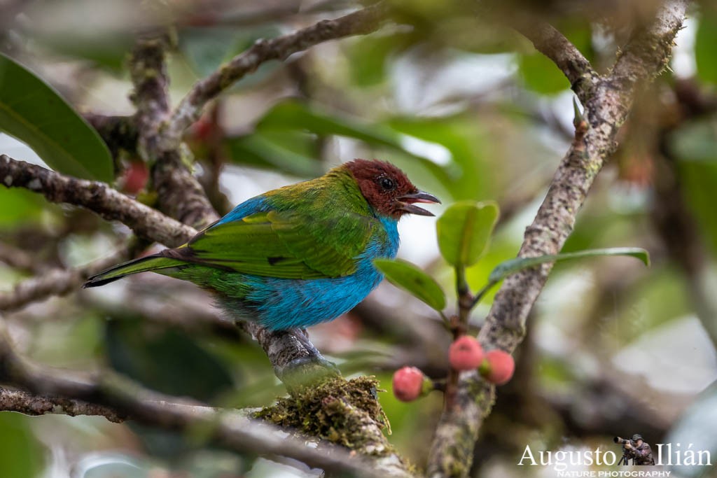 Bay-headed Tanager (Bay-and-blue) - Augusto Ilian