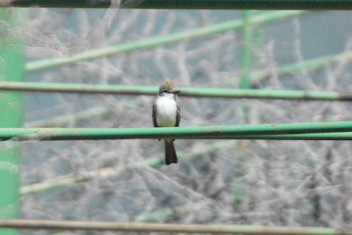 Ash-throated Flycatcher - ML152435111