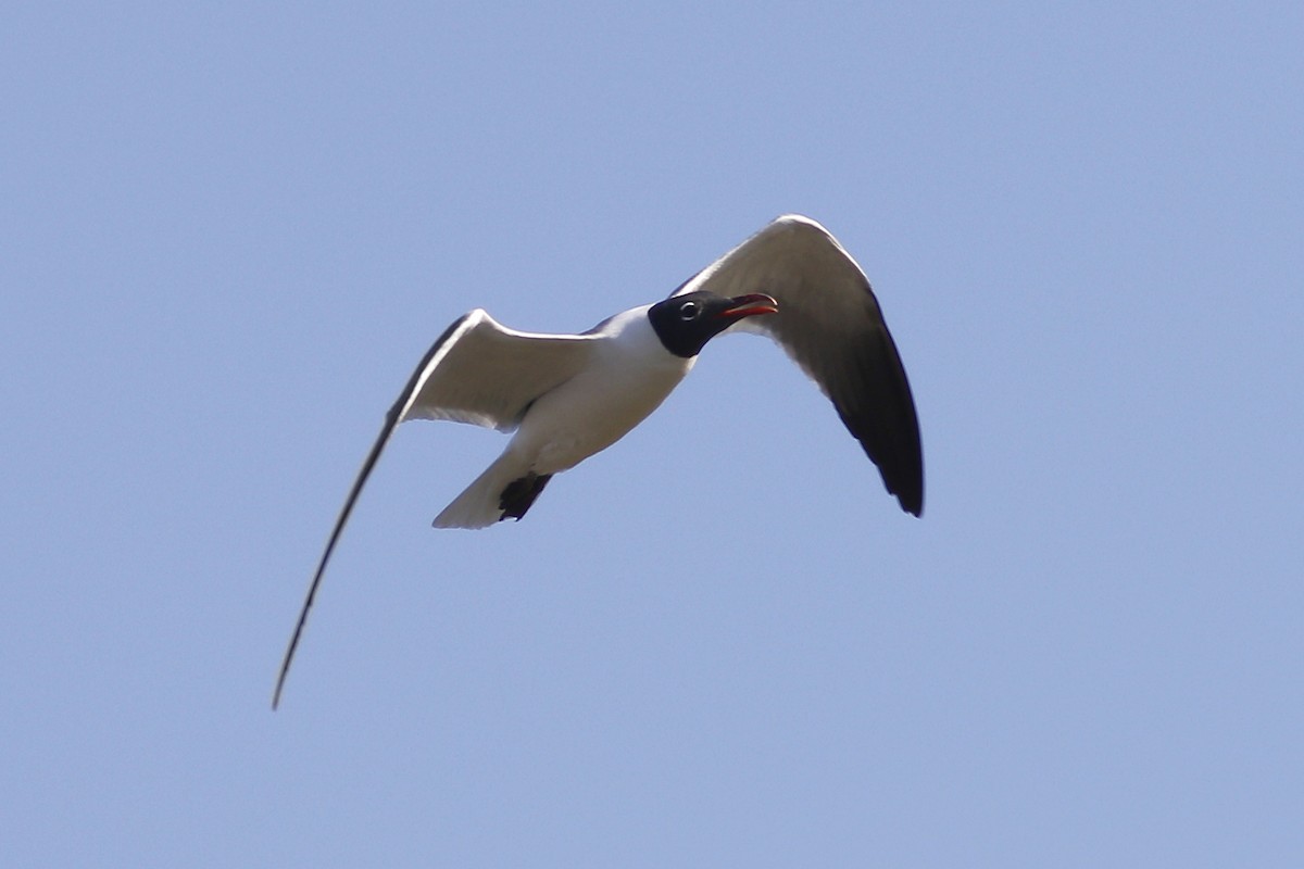 Mouette atricille - ML152435481