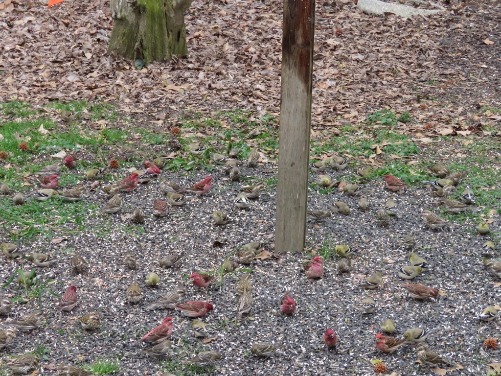 Purple Finch - ML152435991