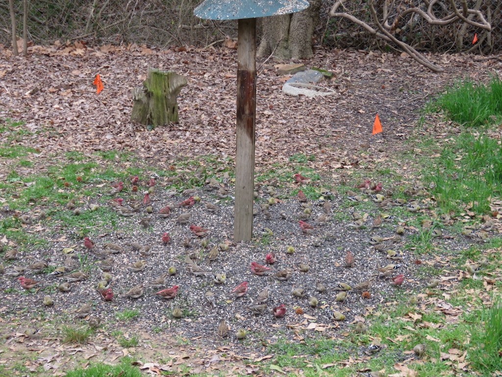 hýl nachový - ML152436081