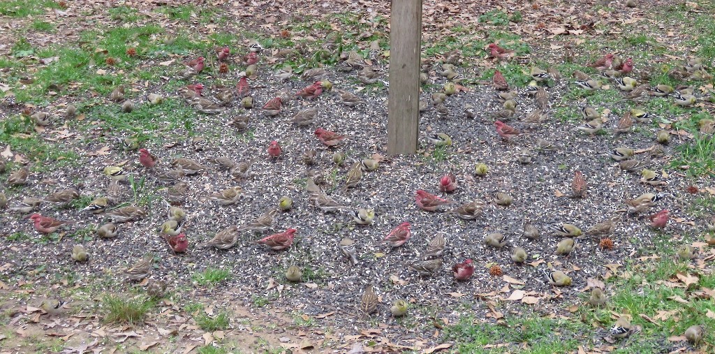 hýl nachový - ML152436171