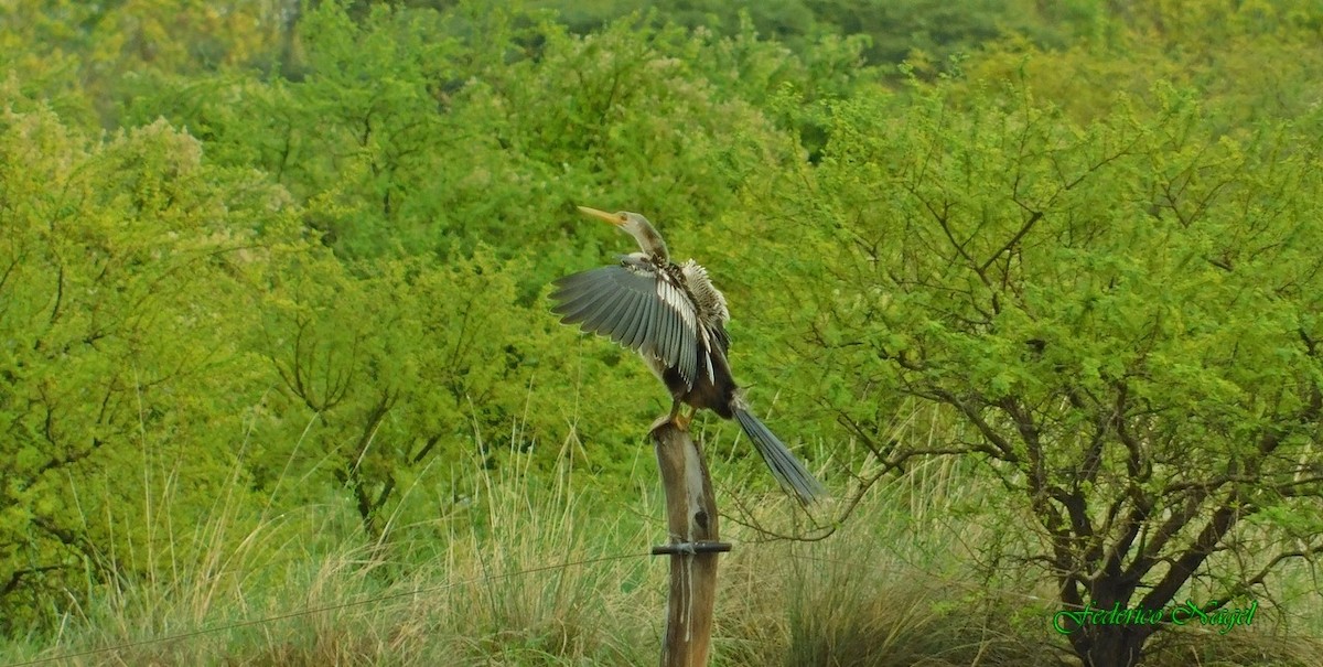 Anhinga - ML152436361